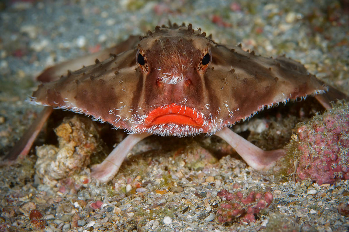 动物界恐怖的海底杀手 博比特虫将猎物瞬间撕碎